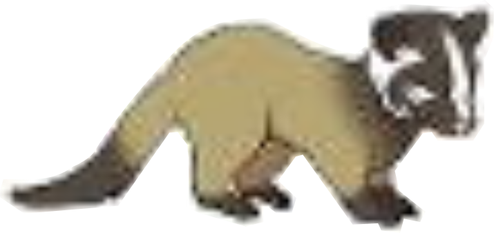 ハクビシン
